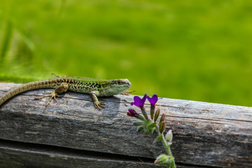 lizard on the wooden fence