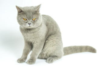 british shorthair cat on white background