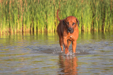 Rhodesian Ridgeback R&uuml;de
