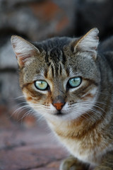 Mongrel stray and wild cat abandoned colorful eyes feeling blue looking sad sadness pussy puss