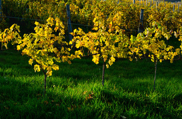 yellow grape leaves and green grass in october sunny vinery