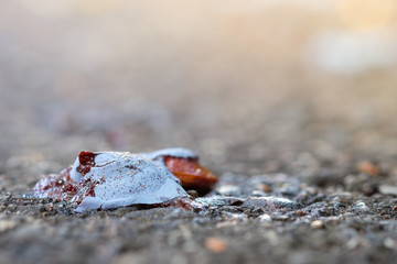 Zerquetsche Zwetschge Pflaume als Fallobst auf Boden