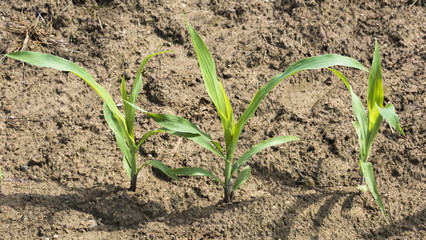 Corn seedlings in soil. Baden Baden, Baden Wuerttemberg, Germany, Europe