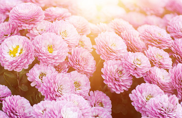 Pink sunny chrysanthemum flowers macro image, floral vintage background