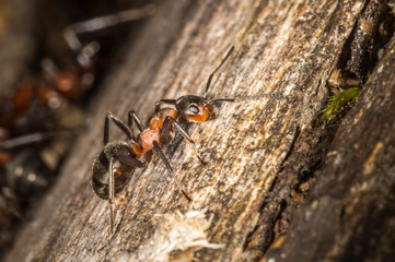 Red wood ant walking upp tree trunk.