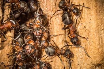 Red wood worker ants in spring building on their nest,  working together to build their society.