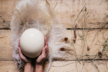 a feather of an ostrich and an ostrich egg in the hands of a girl on a light wooden background.