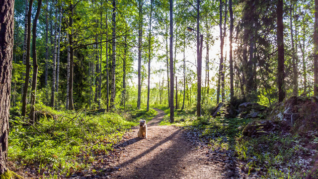 Running trail in the morning
