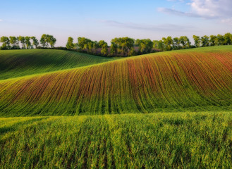 picturesque hilly field. green wavy field