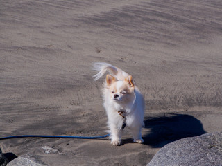 風の強い浜辺で