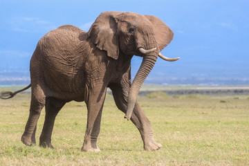Fototapeta na wymiar Dynamic bull African elephant