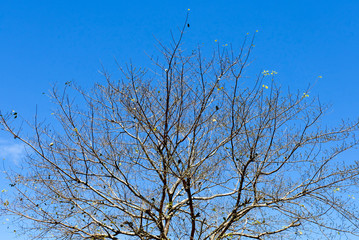 Photos of dried trees and fallen leaves. The concept of circulating life.