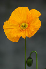 Kornblumenstlleben 