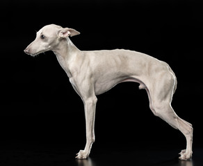 Italian greyhound Dog  Isolated  on Black Background in studio