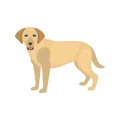 Labrador dog color vector icon. Flat design