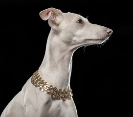 Italian greyhound Dog  Isolated  on Black Background in studio