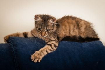 One Small three month kitten mixed breed