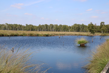 Sommer im Pietzmoor in der Lüneburger Heide bei Schneverdingen 