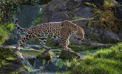 Fototapeta na wymiar Jaguar walking