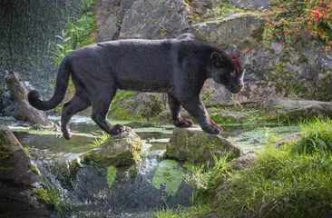 Zelfklevend Fotobehang Black Panther © Phil
