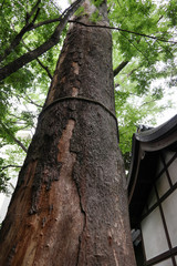 川越氷川神社のご神木