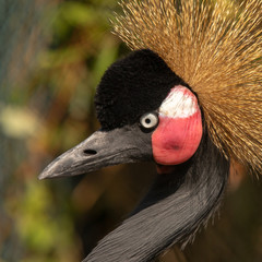 Fototapeta premium Crested Crane