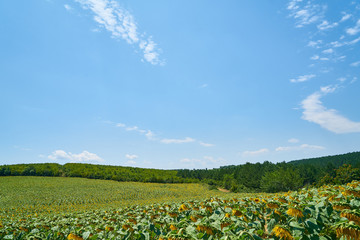 Sunflower Farm