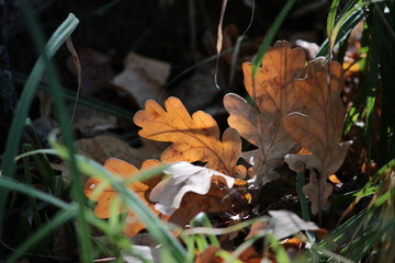autumn, leaf, leaves, fall, nature, yellow, tree, maple, red, season, grass, forest, green, brown, color, foliage, orange, plant, mushroom, closeup, colorful, natural, plants, dry, park
