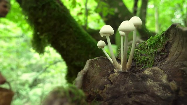 4k, close-up. grebes in the forest in focus, in the background in the defocus of a man looking for mushrooms.