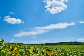 Fototapeta na wymiar field of sunflowers and blue sky