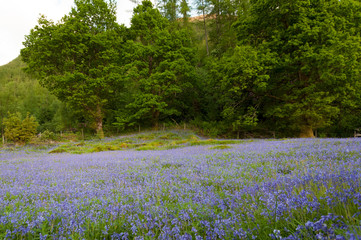 Bluebells in an ancient forest in Scotland