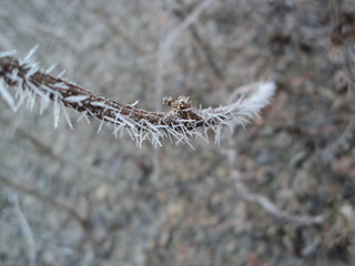 frost on a branch
