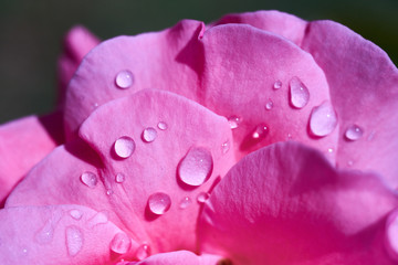 Rose with water drops