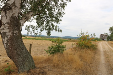 Fototapeta premium Naturpark Steinhuder Meer bei Dürre