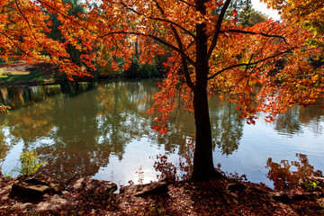 Fototapeta na wymiar bright colorful autumn trees