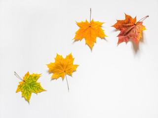 Naklejka na ściany i meble Autumn composition of yellow maple leaves on white background. Flat lay, top view, copy space