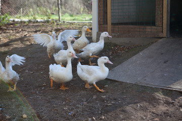 Ducks in a pond on a farm