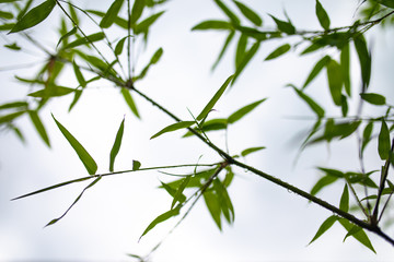 Fototapeta na wymiar blurry water droplets on bamboo leaves after raining