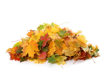 Pile of autumn colored leaves isolated on white background.A heap of different maple dry leaf .Red...