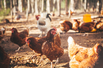 Chickens and roosters on the farm in the evening light