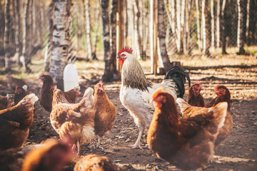 Chickens and roosters on the farm in the evening light