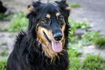 Cani giocano nel parco