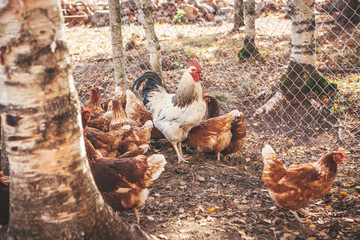 Chickens and roosters on the farm in the evening light