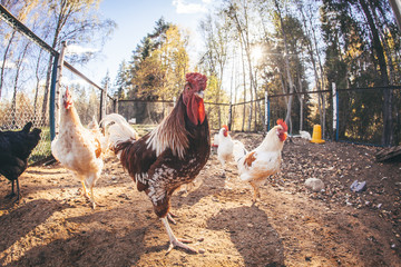 Chickens and roosters on the farm in the evening light