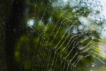 dew on the spider web close-up