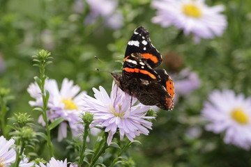 butterfly, flower, insect, nature, summer, red, garden, admiral, green, macro, wings, beauty, wildlife, wing, 