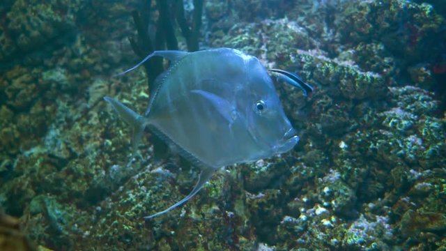 Lookdown (Selene vomer) is a game fish of the family Carangidae