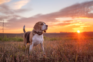 Beagle dog on the background of a beautiful autumn sunset