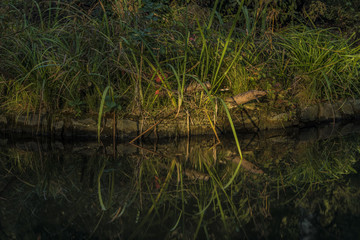 Grass in summer morning near Velke Losiny castle pond