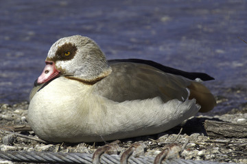 Obraz premium Egyptian Goose